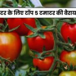 गर्मी के लिए Syngenta की टॉप टमाटर की वैरायटी के बारे में जानिए | Tomato Seeds Syngenta