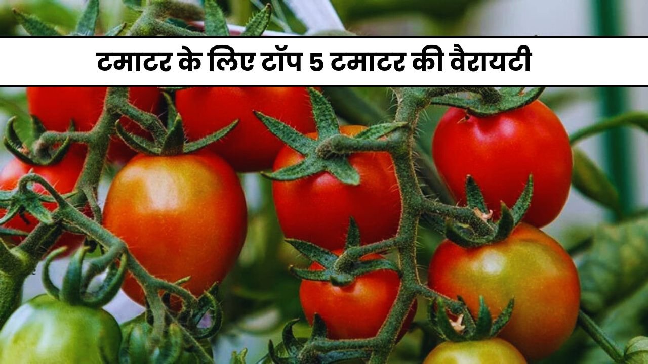 गर्मी के लिए Syngenta की टॉप टमाटर की वैरायटी के बारे में जानिए | Tomato Seeds Syngenta