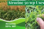 Atrazine 50 wp Uses in Hindi - खरपतवारों को नियंत्रित करने के लिए टाटा एट्राटाफ का उपयोग जानिए