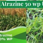 Atrazine 50 wp Uses in Hindi - खरपतवारों को नियंत्रित करने के लिए टाटा एट्राटाफ का उपयोग जानिए