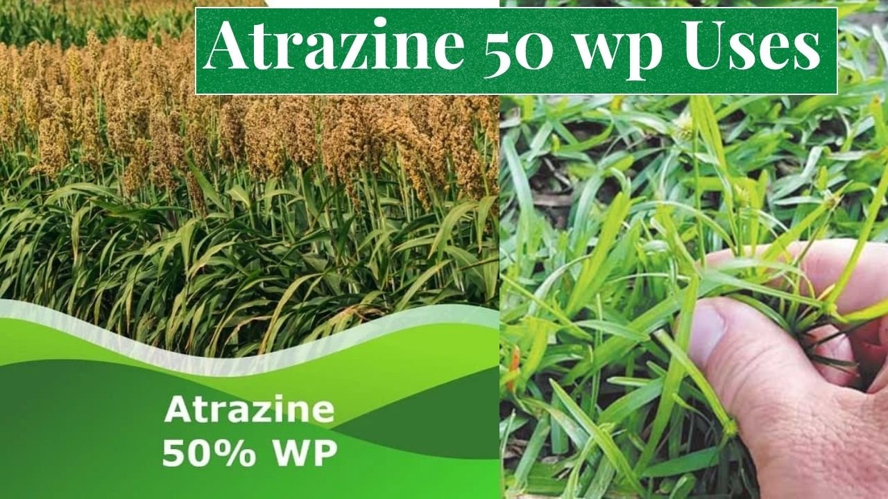 Atrazine 50 wp Uses in Hindi - खरपतवारों को नियंत्रित करने के लिए टाटा एट्राटाफ का उपयोग जानिए