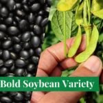 Black Bold Soybean Variety in Hindi - ब्लैक बोल्ड सोयाबीन: किसान भाईयों के लिए एक नई उम्मीद