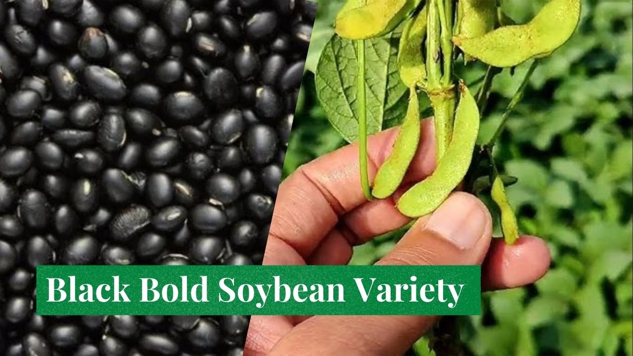 Black Bold Soybean Variety in Hindi - ब्लैक बोल्ड सोयाबीन: किसान भाईयों के लिए एक नई उम्मीद