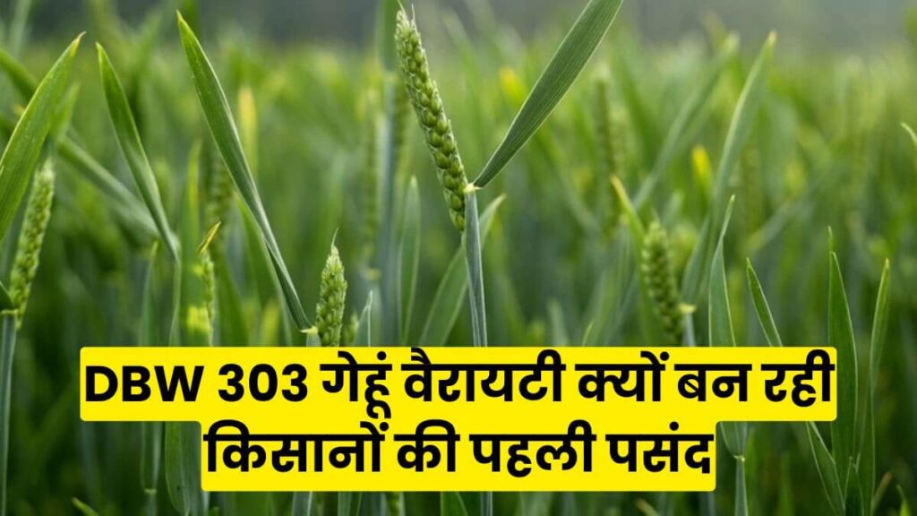 कम जोखिम, ज्यादा मुनाफा! DBW 303 गेहूं वैरायटी क्यों बन रही किसानों की पहली पसंद कम जोखिम, ज्यादा मुनाफा! DBW 303 गेहूं वैरायटी क्यों बन रही किसानों की पहली पसंद
