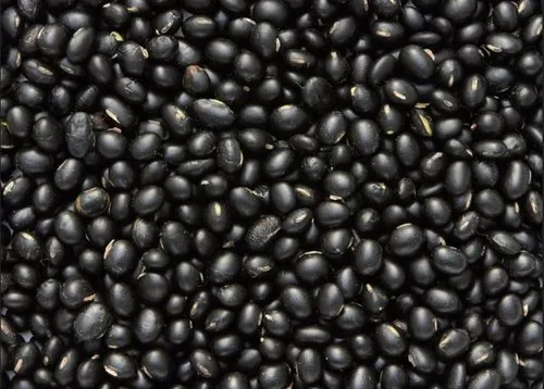 Black Bold Soybean Variety in Hindi - ब्लैक बोल्ड सोयाबीन: किसान भाईयों के लिए एक नई उम्मीद