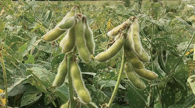 Black Bold Soybean Variety in Hindi - ब्लैक बोल्ड सोयाबीन: किसान भाईयों के लिए एक नई उम्मीद