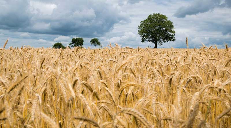 कम जोखिम, ज्यादा मुनाफा! DBW 303 गेहूं वैरायटी क्यों बन रही किसानों की पहली पसंद कम जोखिम, ज्यादा मुनाफा! DBW 303 गेहूं वैरायटी क्यों बन रही किसानों की पहली पसंद