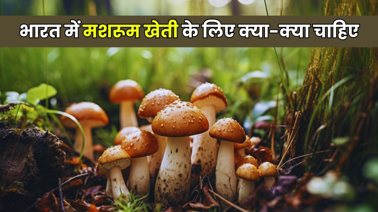 भारत में मशरूम खेती के लिए क्या-क्या चाहिए- Mushroom ki Kheti Kaise Hoti Hai