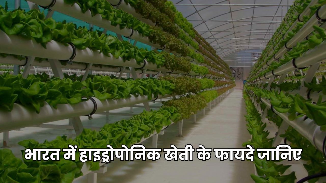 भारत में हाइड्रोपोनिक खेती के फायदे जानिए | Hydroponic Farming Benefit in Hindi