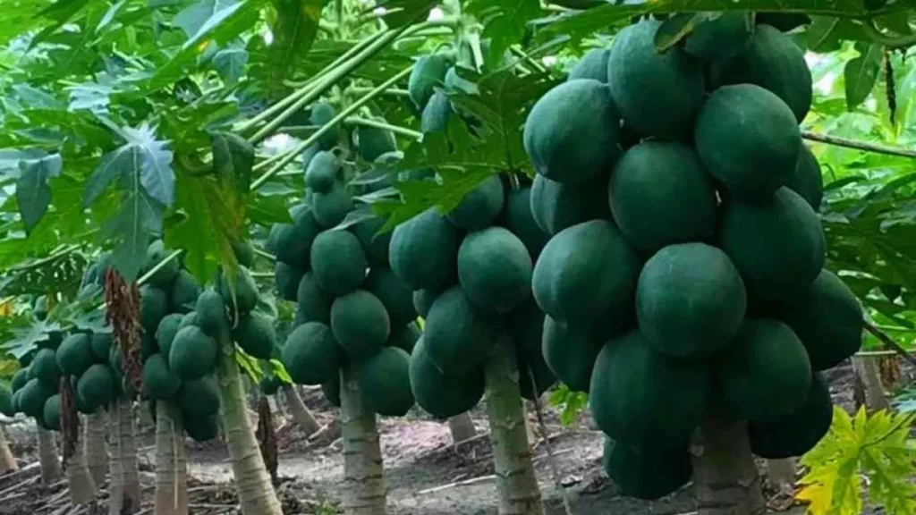 Papaya Farming: पपीते की खेती से बदली इस किसान की जिंदगी, एक एकड़ में लाखों की कमाई