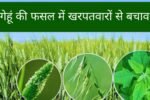 गेहूं की फसल में खरपतवारों से बचाव के लिए इन दवाओं का करें इस्तेमाल, बढ़ेगा उत्पादन और होगी ज्यादा कमाई