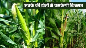 मक्के की खेती से चमकेगी किस्मत, इथेनॉल की बढ़ती मांग से किसानों को होगा तगड़ा मुनाफा