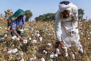 ऑर्गेनिक कॉटन की खेती बनी पर्यावरण और किसानो की नई उम्मीद, स्टडी में सामने आए क्षेत्रीय फायदे