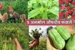 पहाड़ी सब्जियां जो सेहत भी बनाएं और मुनाफा भी दिलाएं, जानिए 5 अनमोल औषधीय फसलें
