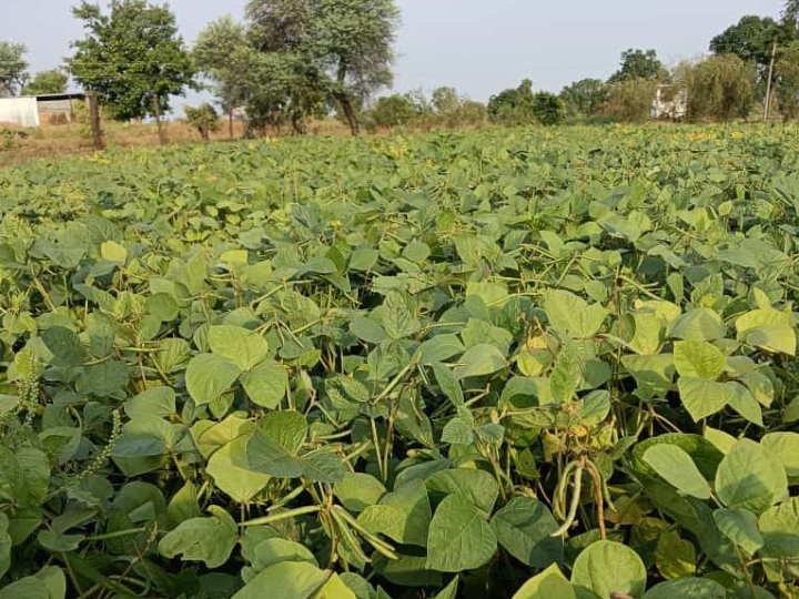 60 दिनों में बंपर कमाई, मूंग की खेती का पूरा फार्मूला जानिए