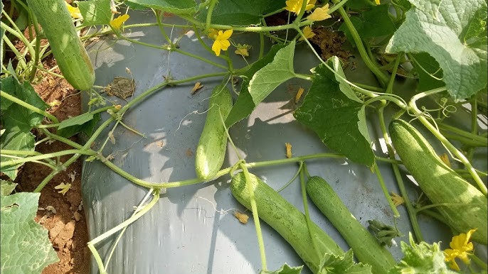 खीरा की खेती कैसे करें, कम लागत में ज्यादा मुनाफा, किसान ये तरीका जरूर जानें