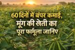 60 दिनों में बंपर कमाई, मूंग की खेती का पूरा फार्मूला जानिए