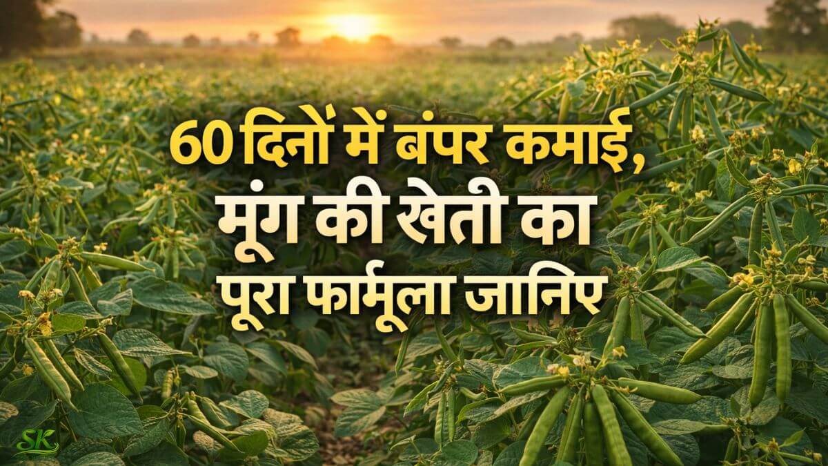 60 दिनों में बंपर कमाई, मूंग की खेती का पूरा फार्मूला जानिए 60 दिनों में बंपर कमाई, मूंग की खेती का पूरा फार्मूला जानिए