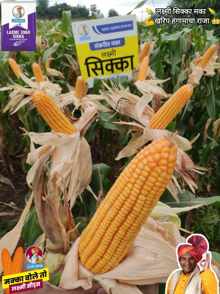 मक्का की खेती से बढ़ी किसानों की आमदनी, 'लक्ष्मी सिक्का' बना सबसे भरोसेमंद बीज