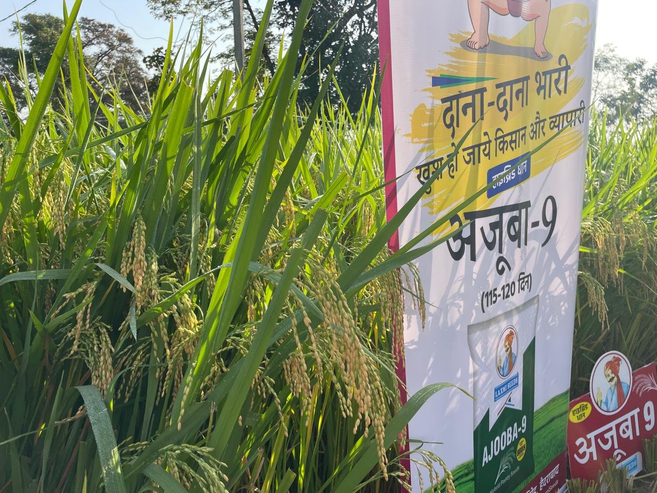 लक्ष्मी अजूबा 9: कम पानी में भी अधिक उत्पादन देने वाली धान की बेहतरीन किस्म लक्ष्मी अजूबा 9: कम पानी में भी अधिक उत्पादन देने वाली धान की बेहतरीन किस्म