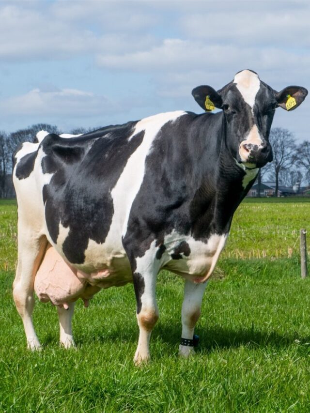 इन 4 देसी गायों से बहाए दूध की नदियां, कम समय में बनें अमीर पशुपालक