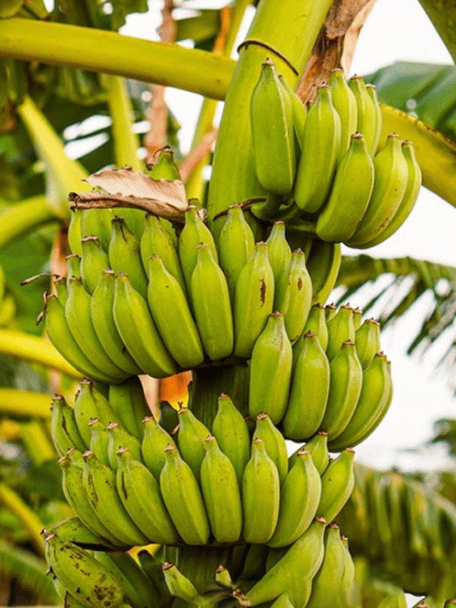 केले के पाउडर से हर दिन कमाएं ₹4500, किसानों के लिए शानदार बिजनेस आइडिया