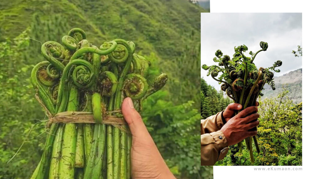 पहाड़ी सब्जियां जो सेहत भी बनाएं और मुनाफा भी दिलाएं, जानिए 5 अनमोल औषधीय फसलें पहाड़ी सब्जियां जो सेहत भी बनाएं और मुनाफा भी दिलाएं, जानिए 5 अनमोल औषधीय फसलें