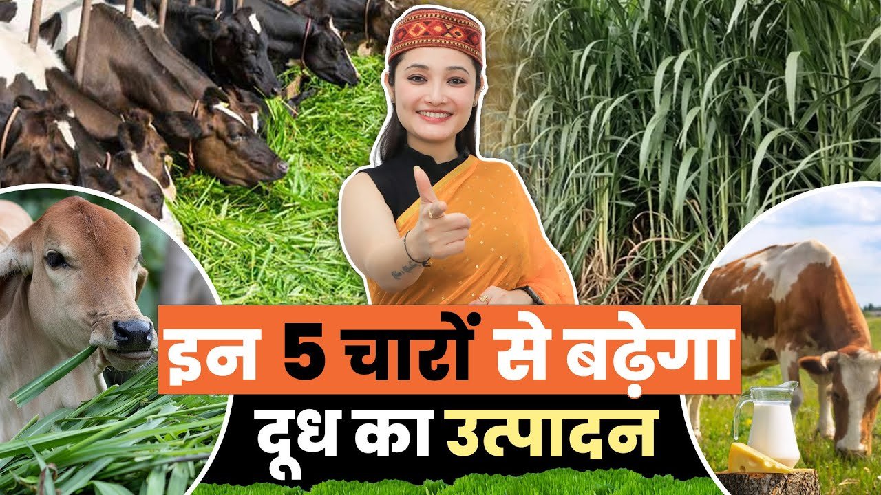 मल्टीकट फसल प्रणाली से बढ़ाएं दूध उत्पादन: जानिए पांच बेहतरीन चारे और उनकी खेती का तरीका