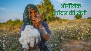 ऑर्गेनिक कॉटन की खेती बनी पर्यावरण और किसानो की नई उम्मीद, स्टडी में सामने आए क्षेत्रीय फायदे