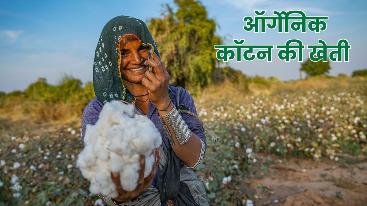 ऑर्गेनिक कॉटन की खेती बनी पर्यावरण और किसानो की नई उम्मीद, स्टडी में सामने आए क्षेत्रीय फायदे