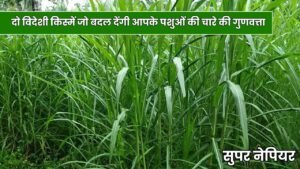 सुपर नेपियर की दो विदेशी किस्में जो बदल देंगी आपके पशुओं की चारे की गुणवत्ता सुपर नेपियर की दो विदेशी किस्में जो बदल देंगी आपके पशुओं की चारे की गुणवत्ता