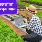 गर्मी में फसलों को बचाने के अचूक उपाय: जानिए सही खाद और सिंचाई का तरीका