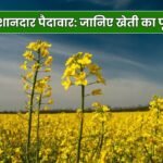 हरियाणा के किसान कुलदीप भाई की सरसों की शानदार पैदावार: जानिए खेती का पूरा अनुभव