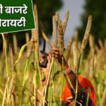 इसराइली बाजरे की नई वैरायटी: 5 फुट लंबी बाल, अधिक चारा और शानदार उत्पादन