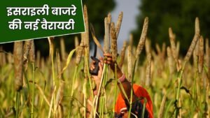 इसराइली बाजरे की नई वैरायटी: 5 फुट लंबी बाल, अधिक चारा और शानदार उत्पादन इसराइली बाजरे की नई वैरायटी: 5 फुट लंबी बाल, अधिक चारा और शानदार उत्पादन