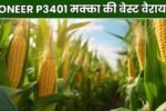 PIONEER P3401 मक्का की बेस्ट वैरायटी, जानिए विशेषताएं, उत्पादन क्षमता और बुवाई का सही समय