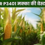 PIONEER P3401 मक्का की बेस्ट वैरायटी, जानिए विशेषताएं, उत्पादन क्षमता और बुवाई का सही समय
