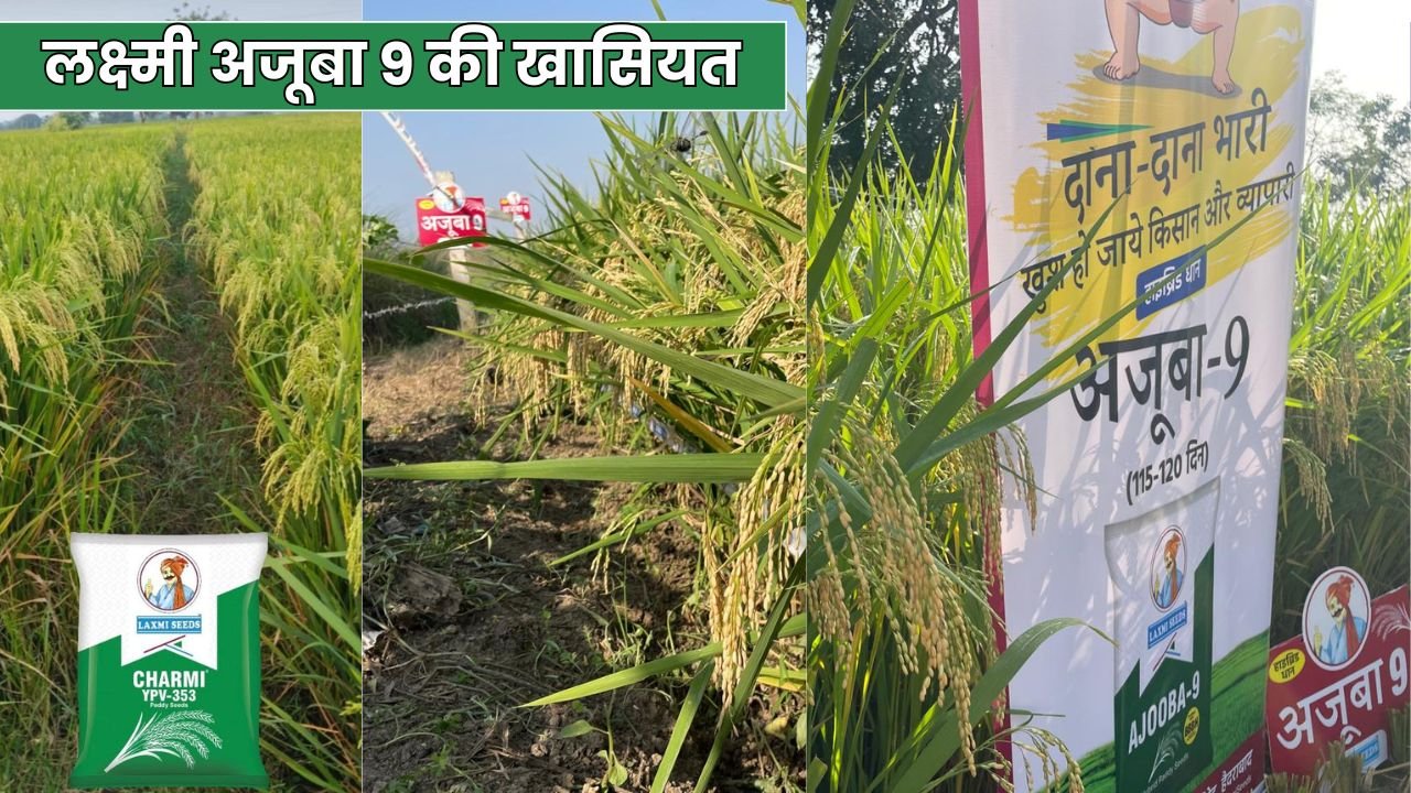 लक्ष्मी अजूबा 9: कम पानी में भी अधिक उत्पादन देने वाली धान की बेहतरीन किस्म