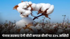 पंजाब सरकार देगी बीटी कपास बीजों पर 33% सब्सिडी, 20 करोड़ की योजना से बढ़ेगी कपास की खेती