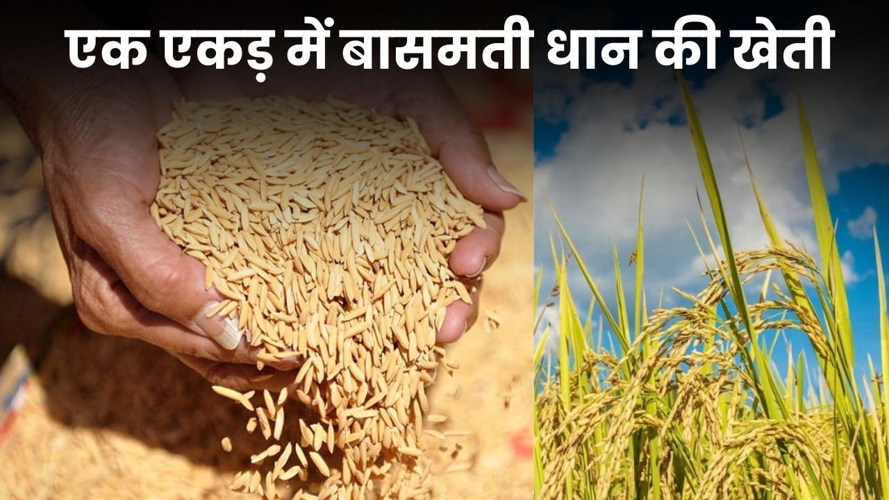 You are currently viewing एक एकड़ में बासमती धान की खेती में लागत, उत्पादन, आमदनी और मुनाफा रिपोर्ट जानिए 2025