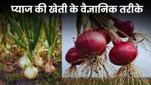 प्याज की खेती के वैज्ञानिक तरीके: सर्वोत्तम उत्पादन और सावधानियों के साथ करें सफल खेती