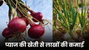 प्याज की खेती से लाखों की कमाई: जानिए नर्सरी, लागत, उत्पादन और मुनाफे का पूरा गणित प्याज की खेती से लाखों की कमाई: जानिए नर्सरी, लागत, उत्पादन और मुनाफे का पूरा गणित
