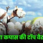 2025 में नरमा कपास की टॉप वैरायटी जानिए और बुवाई का सही समय और रोग प्रबंधन जानिए