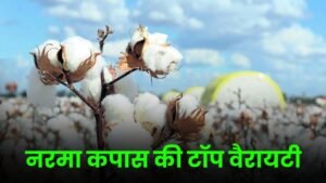 2025 में नरमा कपास की टॉप वैरायटी जानिए और बुवाई का सही समय और रोग प्रबंधन जानिए
