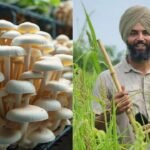 अंबाला के दिलप्रीत सिंह की प्रेरणादायक कहानी जिन्होंने झोपड़ी में सीजनल मशरूम की बंपर खेती से की लाखो की कमाई जानिए कैसे