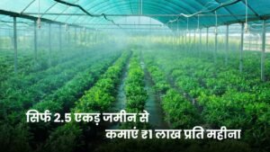 सिर्फ 2.5 एकड़ जमीन से कमाएं ₹1 लाख प्रति महीना, जानिए 5 असरदार तरीके सिर्फ 2.5 एकड़ जमीन से कमाएं ₹1 लाख प्रति महीना, जानिए 5 असरदार तरीके