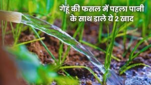 गेहूं की फसल में पहला पानी के साथ डाले ये 2 खाद पैदावार होगी 80 क्विंटल 1 एकड़ में गेहूं की फसल में पहला पानी के साथ डाले ये 2 खाद पैदावार होगी 80 क्विंटल 1 एकड़ में