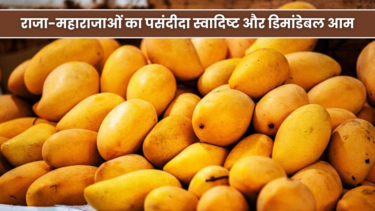 You are currently viewing हैदराबाद का शाही हिमायत आम: राजा-महाराजाओं का पसंदीदा स्वादिष्ट और डिमांडेबल आम