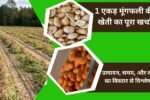 1 एकड़ मूंगफली की खेती का पूरा खर्चा, उत्पादन, समय, और लाभ का विस्तार से विश्लेषण, जानें कौन सी वैरायटी से मिलेगा अधिक फायदा