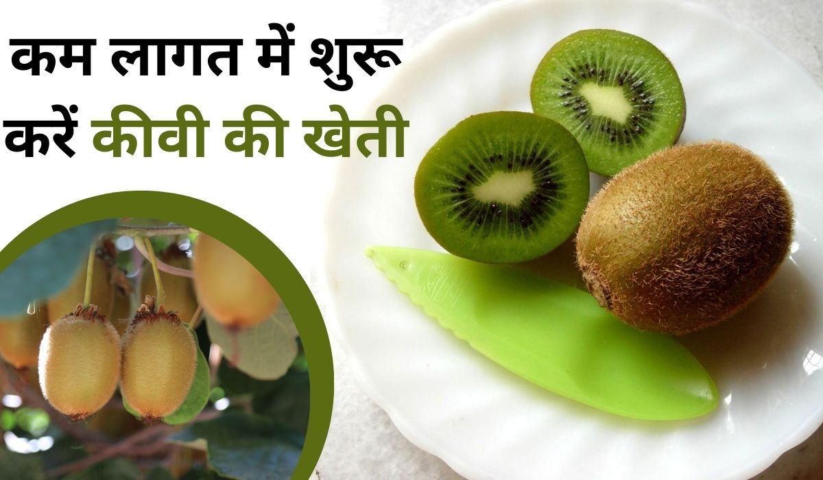 कम लागत में शुरू करें कीवी की खेती: जानें मिट्टी, जलवायु, सिंचाई, देखरेख से लेकर कमाई तक की पूरी जानकारी
